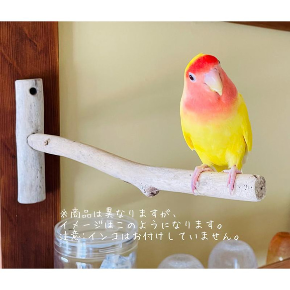 流木インテリア 先端がY字の枝の大サイズ小鳥の止まり木 インコの壁掛けパーチ ニームパーチ ピン止めタイプ N8 4枚目の画像