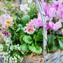 心に寄り添う　寄せ植え　ガーデンシクラメン　シエルブリエ　チェッカーベリー　ネメシア　お花いっぱいのバスケット 2枚目の画像