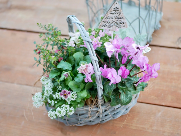心に寄り添う　寄せ植え　ガーデンシクラメン　シエルブリエ　チェッカーベリー　ネメシア　お花いっぱいのバスケット 3枚目の画像