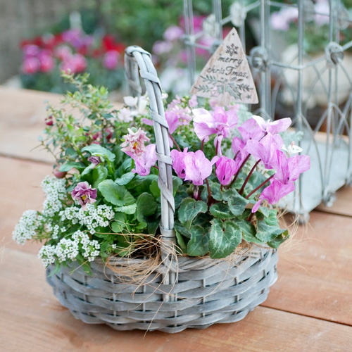 花「暗闇の一輪・・・シクラメン」 シクラメン（赤） | hanakoubou