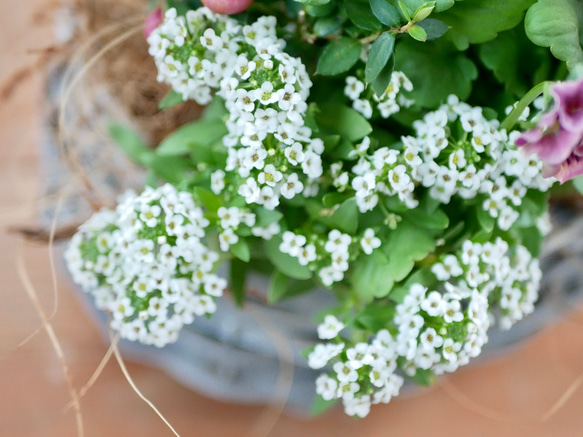 心に寄り添う　寄せ植え　ガーデンシクラメン　シエルブリエ　チェッカーベリー　ネメシア　お花いっぱいのバスケット 9枚目の画像