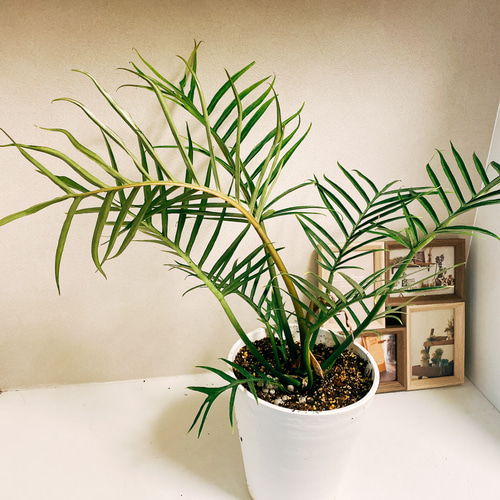 現品］【希少】フィロデンドロン トータム 観葉植物 セラアート鉢