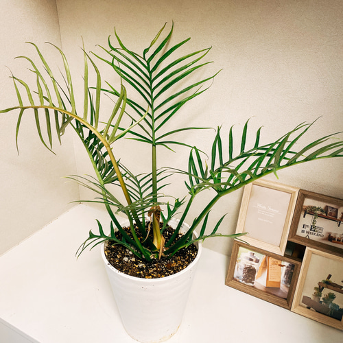 現品］【希少】フィロデンドロン トータム 観葉植物 セラアート鉢