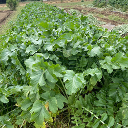 【10種類の乾燥野菜MIX】100g×5袋入り  ソフト真空仕上げ 自然の美味しさと香り \おまとめプレゼント付き/ 6枚目の画像