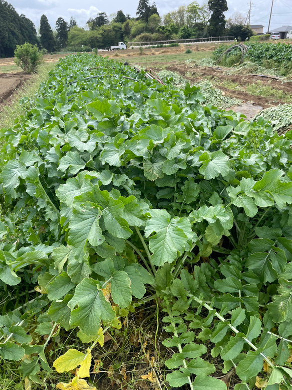 【10種類の乾燥野菜MIX】100g×5袋入り  ソフト真空仕上げ 自然の美味しさと香り \おまとめプレゼント付き/ 6枚目の画像