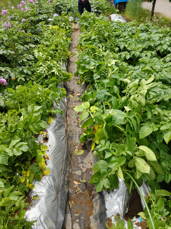 【10種類の乾燥野菜MIX】100g×5袋入り  ソフト真空仕上げ 自然の美味しさと香り \おまとめプレゼント付き/ 8枚目の画像