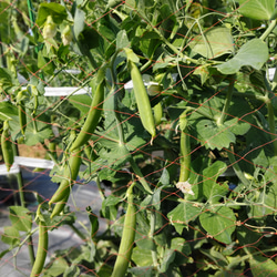 【10種類の乾燥野菜MIX】100g×5袋入り  ソフト真空仕上げ 自然の美味しさと香り \おまとめプレゼント付き/ 5枚目の画像