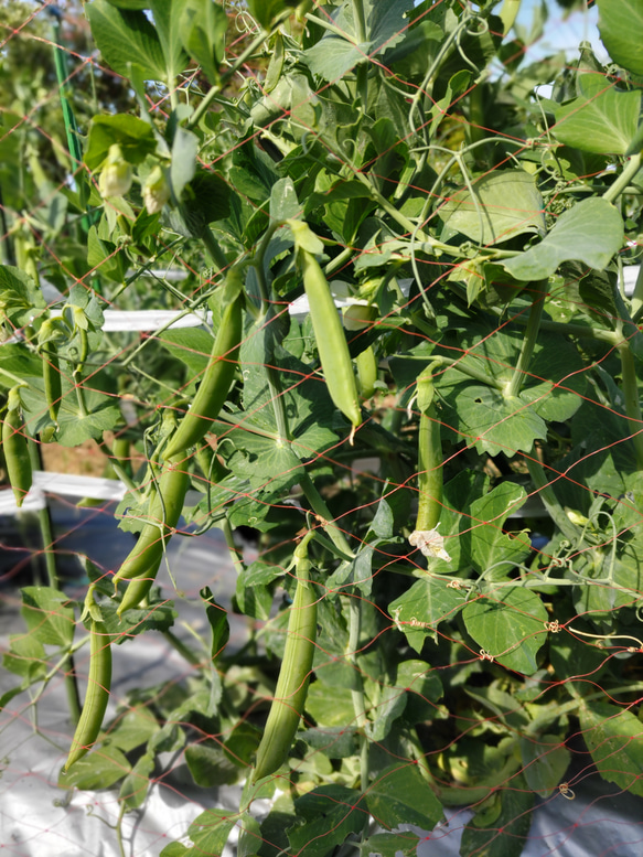 【10種類の乾燥野菜MIX】100g×5袋入り  ソフト真空仕上げ 自然の美味しさと香り \おまとめプレゼント付き/ 5枚目の画像