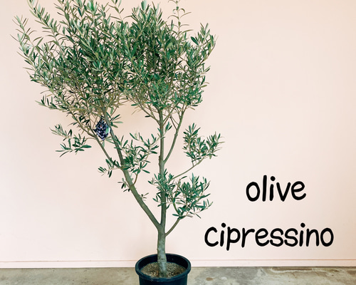 引き取り限定!! 創樹仕立てオリーブ シプレッシーノ1.8M(鉢底から