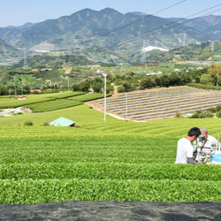 普段の飲み茶にも!爽やかな渋みと旨味のお茶「睦」80g 6枚目の画像