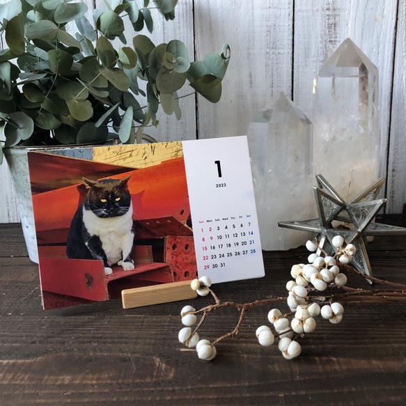早期予約特典付き12月7日まで 「タキちゃんカレンダー」　2023年卓上カレンダー 木製スタンド付き 大人気のボス猫 11枚目の画像