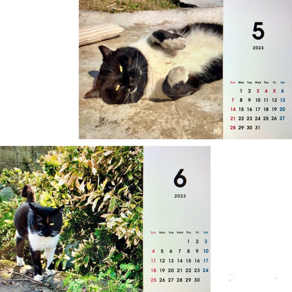 早期予約特典付き12月7日まで 「タキちゃんカレンダー」　2023年卓上カレンダー 木製スタンド付き 大人気のボス猫 4枚目の画像