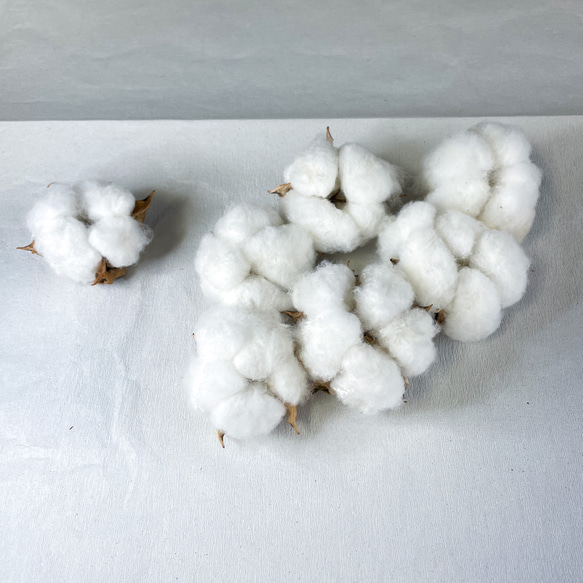 【限定セット販売】瀬戸のなほちゃんの綿と千ノ木ノオッサンのセット販売 5枚目の画像
