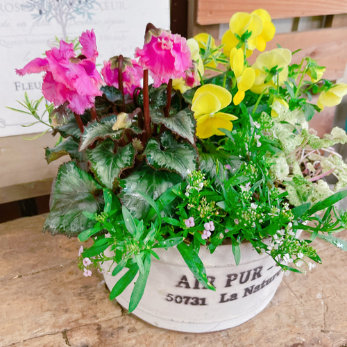 可愛い♡スワン&ビオラ【おしゃれシクラメン寄せ植え】ホワイト系