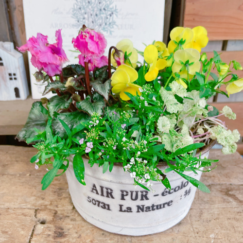 可愛い♡スワン&ビオラ【おしゃれシクラメン寄せ植え】ホワイト系