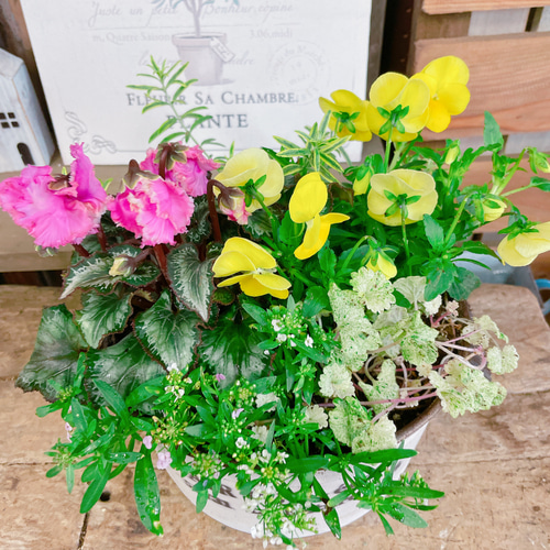 可愛い♡スワン&ビオラ【おしゃれシクラメン寄せ植え】ホワイト系