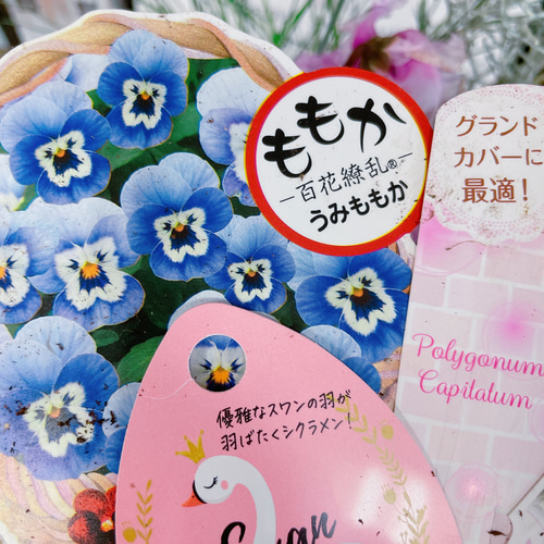 おしゃれ♡7種類【シクラメン&ビオラ寄せ植え】ホワイトブルー系