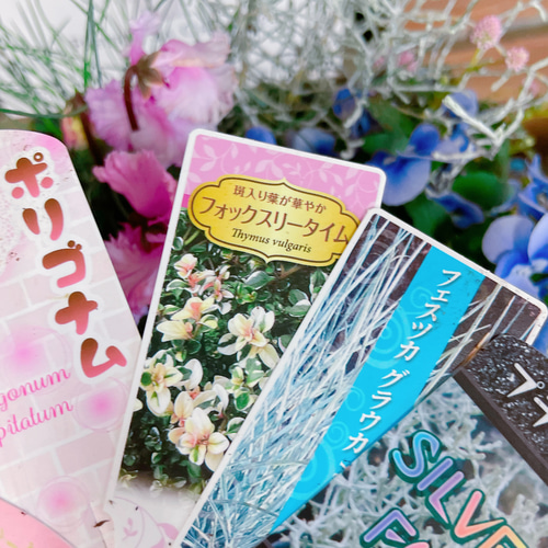 おしゃれ♡7種類【シクラメン&ビオラ寄せ植え】ホワイトブルー系