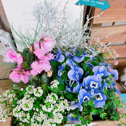 大人かわいいシクラメンとビオラのリース ガーデンシクラメンの寄せ植えなども作り始めました〜🩷 ビオラや