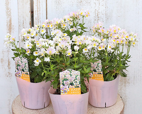 花苗 ネメシア レモンパイ 3.5号ポット 宿根 寄せ植え 鉢植え その他