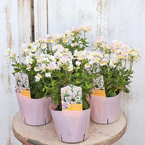 花苗 ネメシア レモンパイ 3.5号ポット 宿根 寄せ植え 鉢植え その他