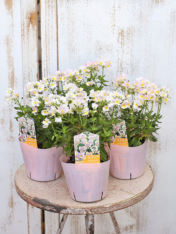 花苗 ネメシア レモンパイ 3.5号ポット 宿根 寄せ植え 鉢植え その他