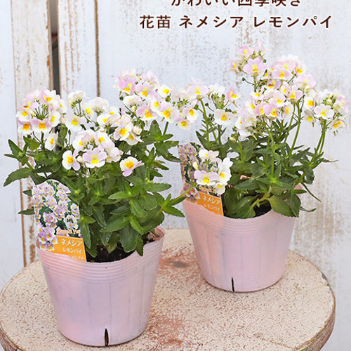 花苗 ネメシア レモンパイ 3.5号ポット 宿根 寄せ植え 鉢植え その他