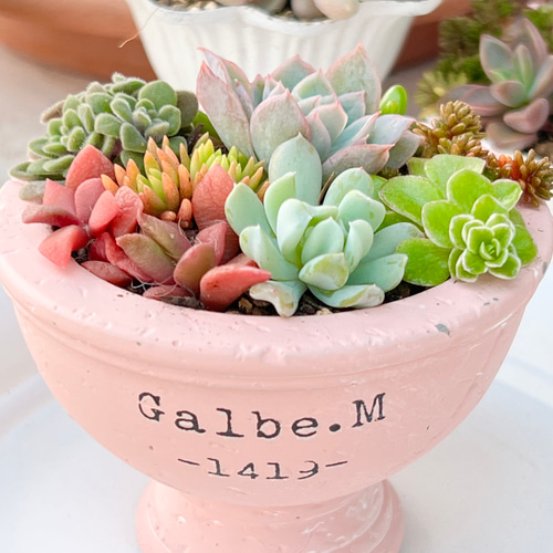 レア品種バイオレットクィーン入り♡きまぐれ寄せ植え＊多肉植物＊鉢 