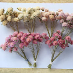 帝王貝細工100個！黄＆オレンジ系 ヘリクリサム その他素材 lemon-time