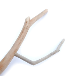 流木のとまり木 L｜枝分かれタイプ 3枚目の画像