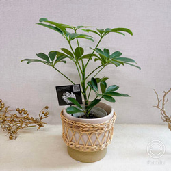 ベージュピンクの籐編み鉢入り　カポック　観葉植物　若木　 1枚目の画像
