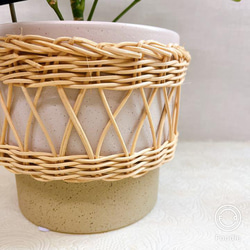 ベージュピンクの籐編み鉢入り　カポック　観葉植物　若木　 6枚目の画像