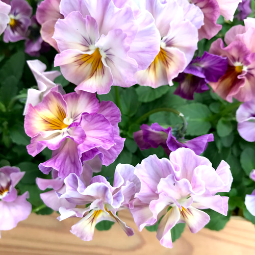 希少 金平糖ビオラ フリルビオラ クリスタルピンク 2苗セット 送料無料