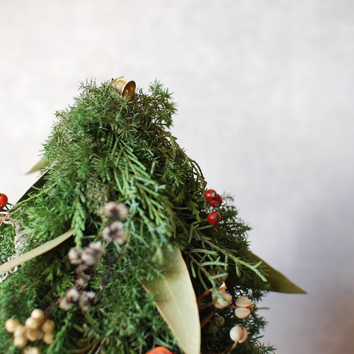 クリスマスツリー 針葉樹 生グリーン ドライフラワー ドライ