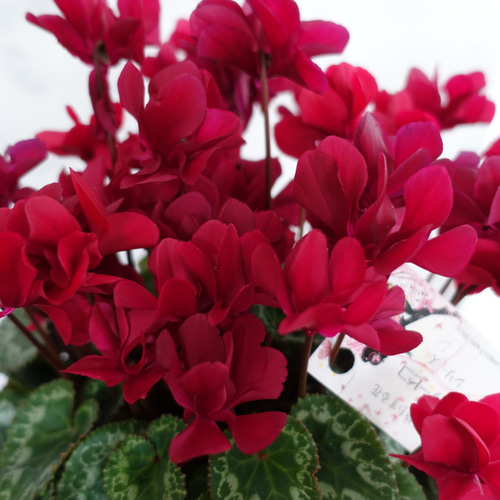 大人カラー♡八重咲き シクラメン フェアリーピコ 鉢 花 5号 花苗