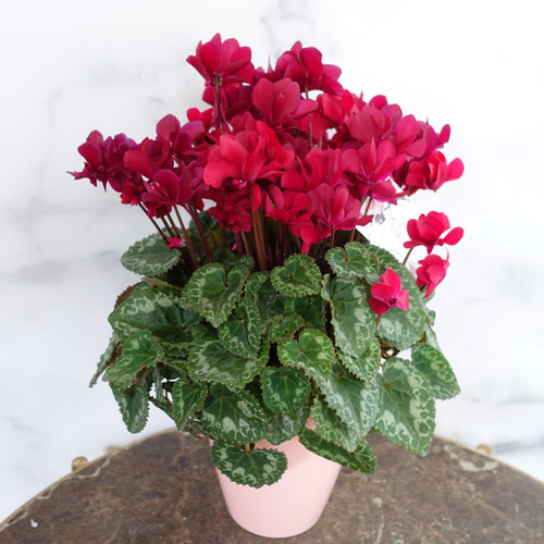 大人カラー♡八重咲き シクラメン フェアリーピコ 鉢 花 5号 花苗