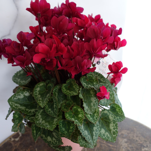 大人カラー♡八重咲き シクラメン フェアリーピコ 鉢 花 5号 花苗