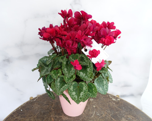 大人カラー♡八重咲き シクラメン フェアリーピコ 鉢 花 5号 花苗