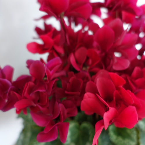 大人カラー♡八重咲き シクラメン フェアリーピコ 鉢 花 5号 花苗