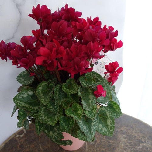 大人カラー♡八重咲き シクラメン フェアリーピコ 鉢 花 5号 花苗