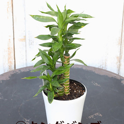 観葉植物 ミリオンバンブー (キングバンブー) パキラ サンスベリア ゴムの木 テーブルヤシ 4号(12cm) 3枚目の画像
