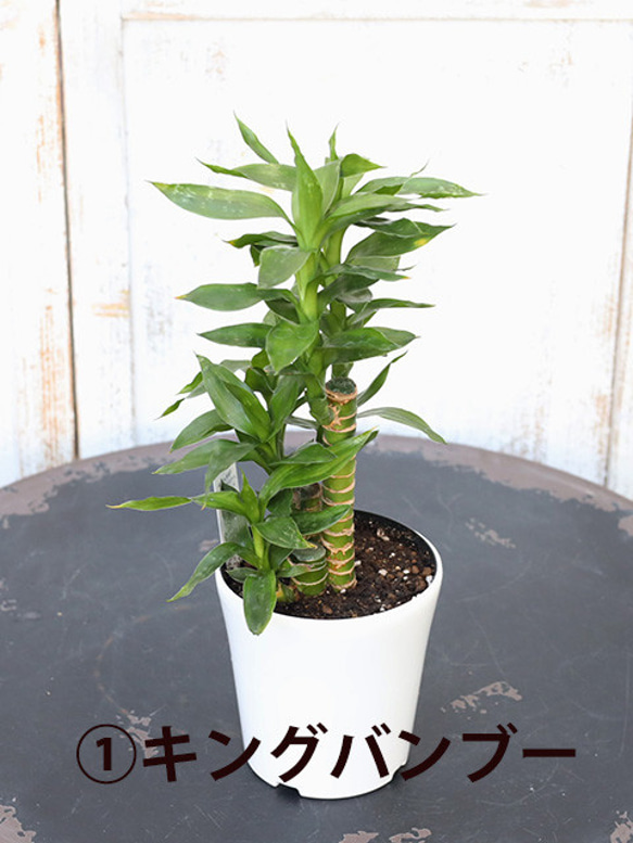 観葉植物 ミリオンバンブー (キングバンブー) パキラ サンスベリア ゴムの木 テーブルヤシ 4号(12cm) 3枚目の画像