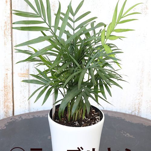 【えっぴー】パキラ ミリオンバンブー ガジュマル サンスベリア 観葉植物 greenglass_mirionbanbu1