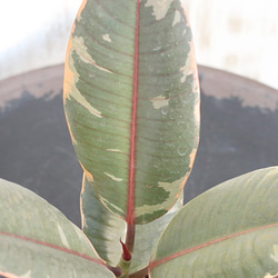 観葉植物 ミリオンバンブー (キングバンブー) パキラ サンスベリア ゴムの木 テーブルヤシ 4号(12cm) 13枚目の画像