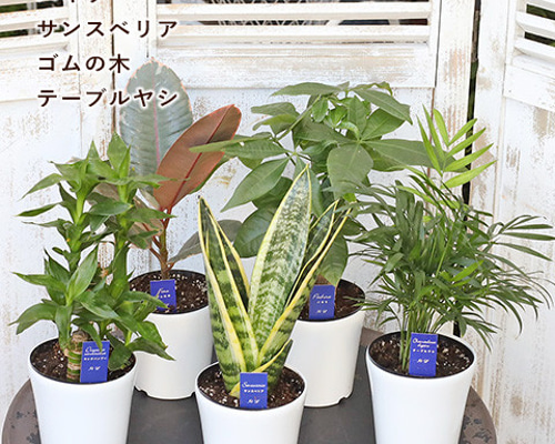 観葉植物 ミリオンバンブー (キングバンブー) パキラ