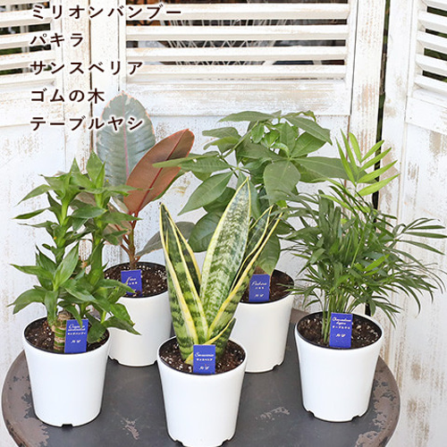 【えっぴー】パキラ ミリオンバンブー ガジュマル サンスベリア 観葉植物 観葉植物 ミニ 3種セット ガジュマル パキラ サンスベリア