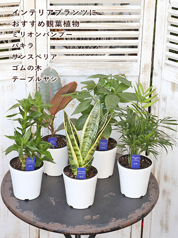 【えっぴー】パキラ ミリオンバンブー ガジュマル サンスベリア 観葉植物 観葉植物 パキラ ガジュマル ミリオンバンブー サンスベリア