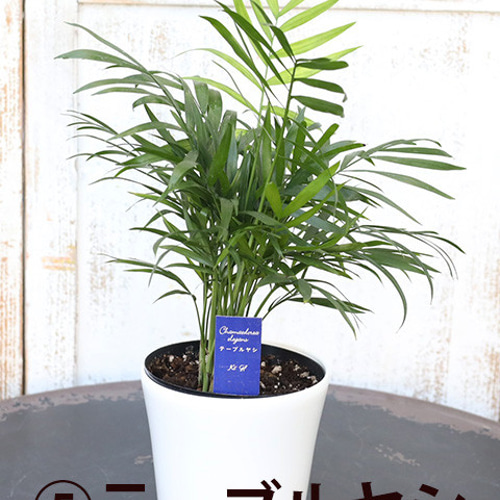 【えっぴー】パキラ ミリオンバンブー ガジュマル サンスベリア 観葉植物 観葉植物 ミリオンバンブー (キングバンブー) パキラ