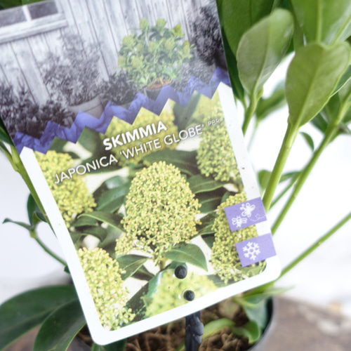 キレイな姿を長く楽しめる♫ スキミア ホワイトグローブ 苗 耐寒性常緑