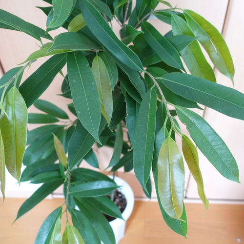 フィカス アムステルダム　曲がり仕立て　中型　観葉植物 観葉植物 フィカス アムステルダムキング 曲がり（10号鉢